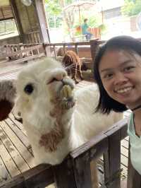 Up Close & Personal with Alpacas & More!