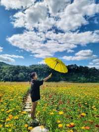 전국 최대규모 백일홍 꽃밭을 만날수 있는 곳🌸