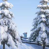 풍차와 함께 하얀눈밭이 가득한 삼양목장❄️