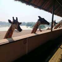 泰國最大野生動物園Safari world