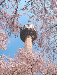 대구의 벚꽃 명소! 이월드🌸