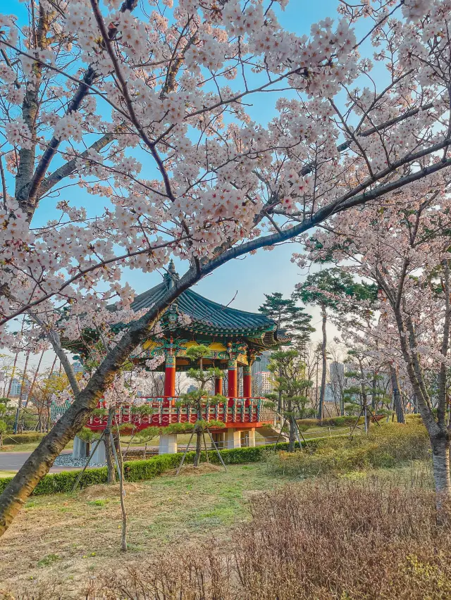 만개한 벚꽃 구경하며 산책할 수 있는 곳 벚꽃 비 맞으며 피크닉도 가능한 '부산시민공원'