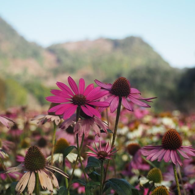 Doi Ang-Khang Chiangmai