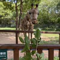 深圳野生動物園👍🏻餵長頸鹿🦒初體驗😌福田30分鐘距離