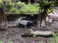 體力挑戰遊台北動物園