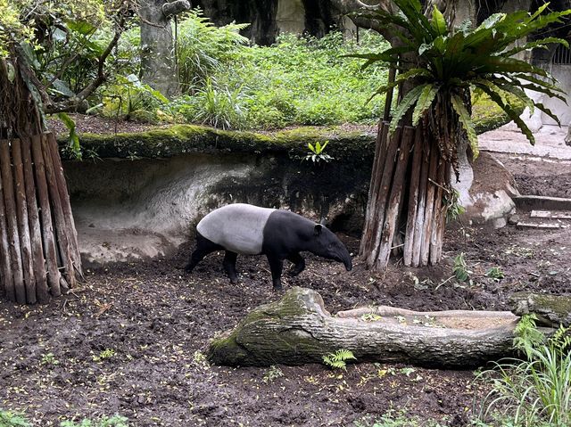 體力挑戰遊台北動物園