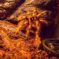 🕷ดูปลา เดินเล่น เย็นใจ 