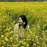 유채꽃 시즌에 꼭 가야할 대구 명소🌼