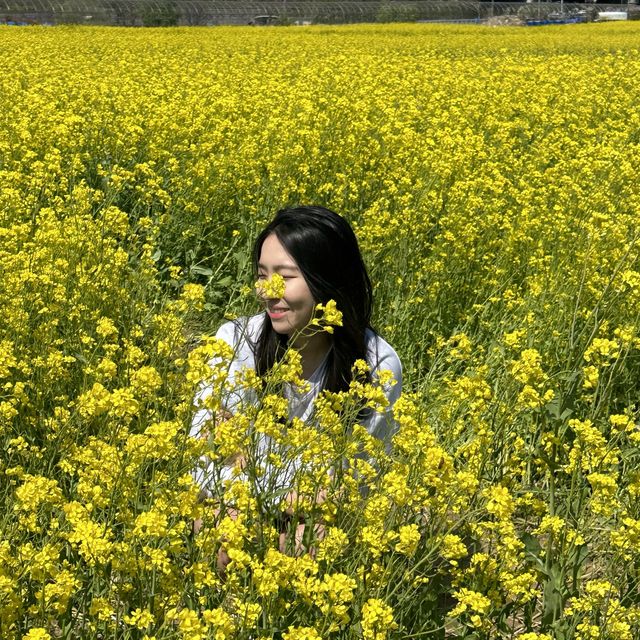 유채꽃 시즌에 꼭 가야할 대구 명소🌼