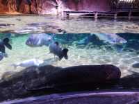 地點屈機既水族館|曼谷暹羅海洋世界