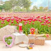 문암생태공원에 가득 핀 튤립🌷💖