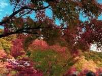 เที่ยวใบไม้เปลี่ยนสี เกียวโต วัดเอกันโดเซ็นริน 🍁⛩️