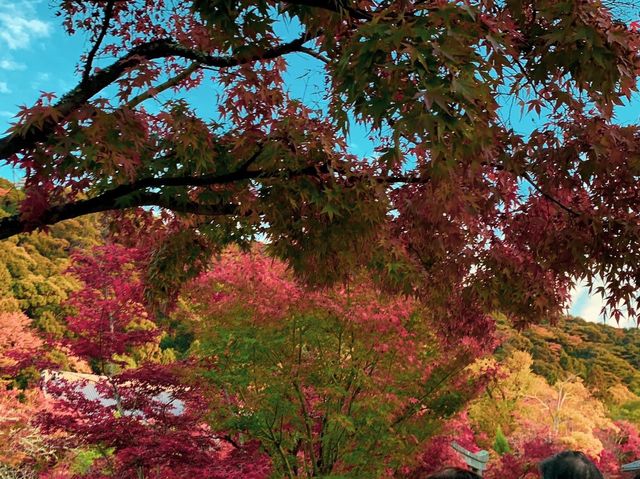 เที่ยวใบไม้เปลี่ยนสี เกียวโต วัดเอกันโดเซ็นริน 🍁⛩️