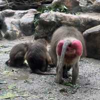 Singapore Zoo 