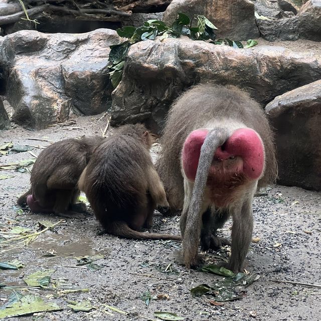 Singapore Zoo 