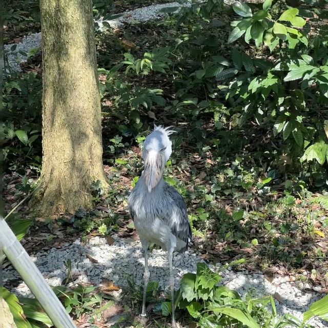 近距離接觸翱翔天際的飛鳥 | 新加坡飛禽公園