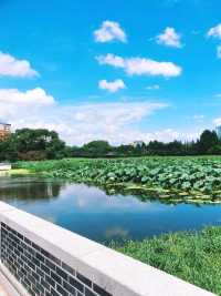 🌿전주 덕진공원에서 연꽃보기