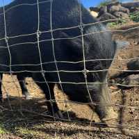 ニューカレドニアの自然動物公園