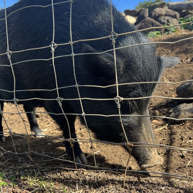 ニューカレドニアの自然動物公園