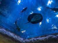 The Shore Oceanarium Melaka