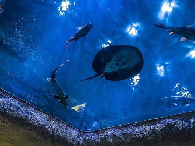 The Shore Oceanarium Melaka