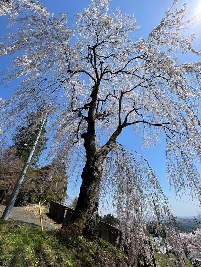 【群馬県/妙義神社】2023年行ってよかった！群馬県の神社②