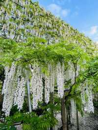 【栃木県/あしかがフラワーパーク】2023年行ってよかった！園内を彩る藤の花