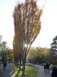 最美的風景，就是跟家人逛的秋葉🍂