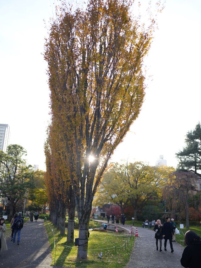 最美的風景，就是跟家人逛的秋葉🍂