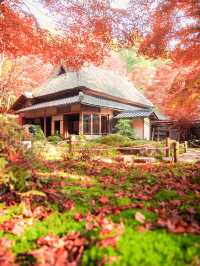 【4年ぶりの再開も！😳】滋賀県の紅葉スポットが絶景すぎる！🍁✨
