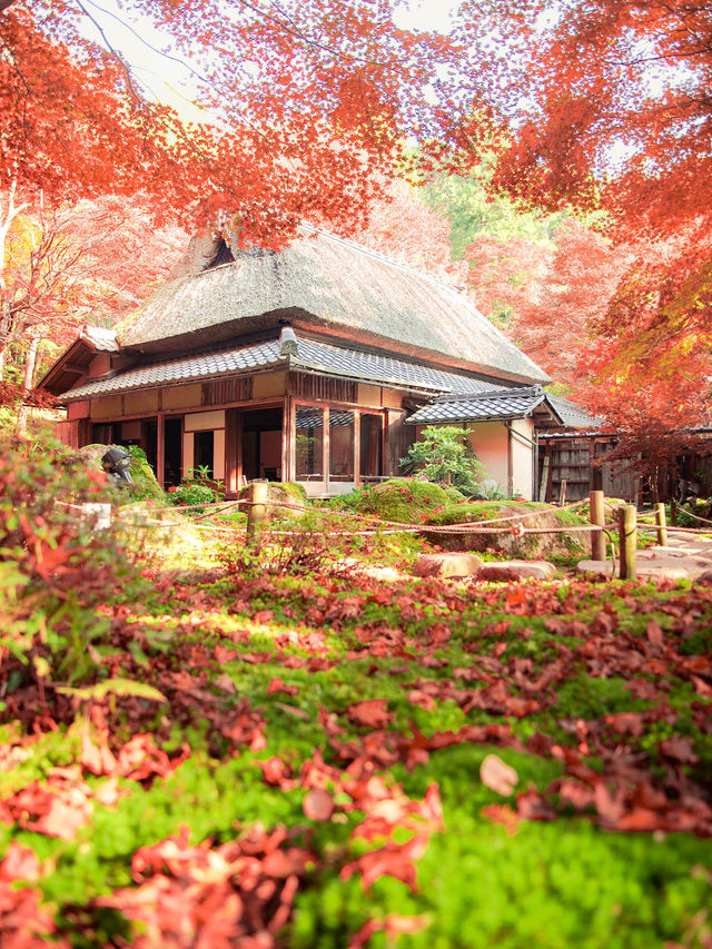 【4年ぶりの再開も！😳】滋賀県の紅葉スポットが絶景すぎる！🍁✨