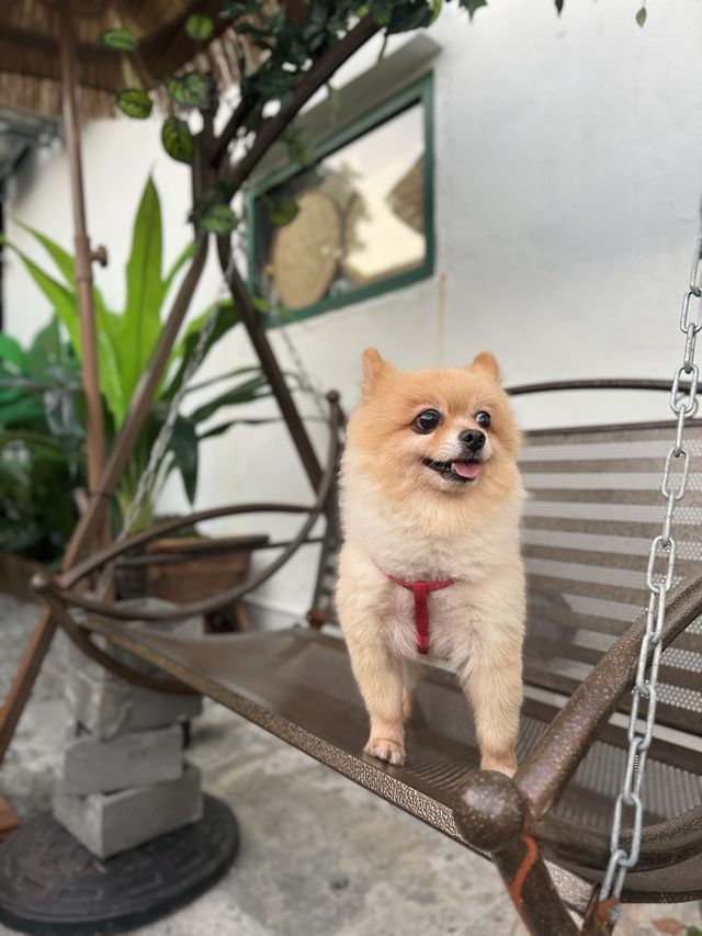 📍屯門｜村裡的綠色小屋🛖寵物友善咖啡店