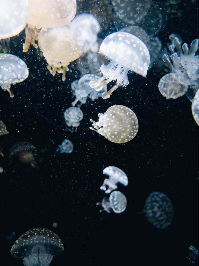 【山形】世界一のクラゲ水族館🪼幻想的なクラゲドリームシアター🌌