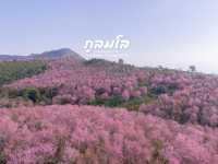 ซากุระเมืองไทย หนึ่งปีมีครั้งเดียว