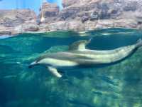 Kaiyukan พิพิธภัณฑ์สัตว์น้ำกลางเมืองโอซาก้า 🐋