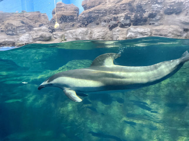 Kaiyukan พิพิธภัณฑ์สัตว์น้ำกลางเมืองโอซาก้า 🐋