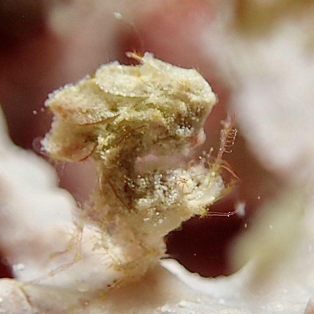 菲律賓朗布隆(Romblon)潛水之旅