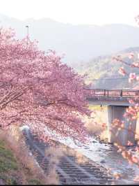 静岡　河津町の河津桜　『MAP付き　』