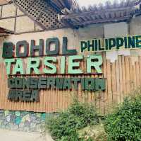 Tarsiers in Bohol! 