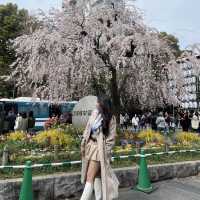 Sakura/Cherry Blossom Spots in Tokyo Japan