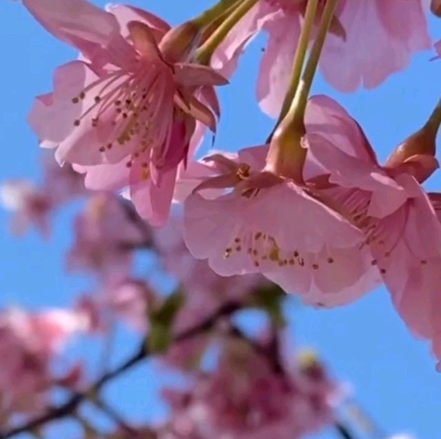 คาวาซุ