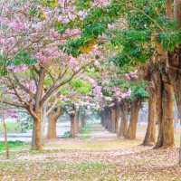 ชมพูพันธุ์ทิพย์ ม.เกษตร กำแพงแสน