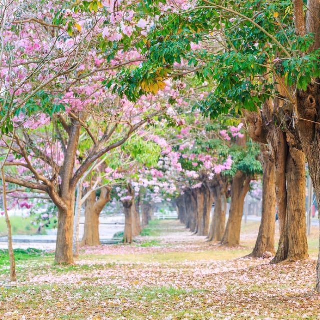 ชมพูพันธุ์ทิพย์ ม.เกษตร กำแพงแสน