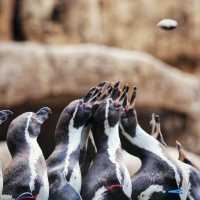 【鳥羽水族館】海底奇景～視覺與味覺的雙重饗宴