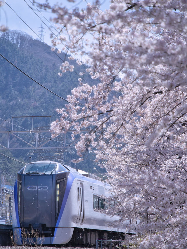 【山梨・桜】混雑回避はココ‼️レトロな雰囲気が出る桜咲くホーム跡🌸※マップ付き