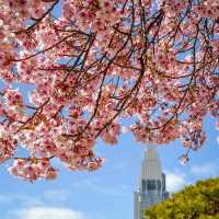 「汐入公園」櫻花的身心洗禮