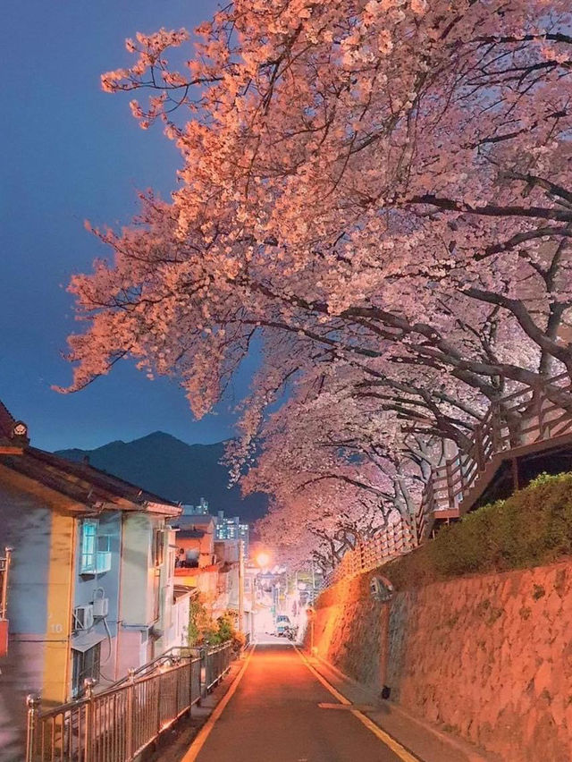 觀賞釜山的櫻花地點