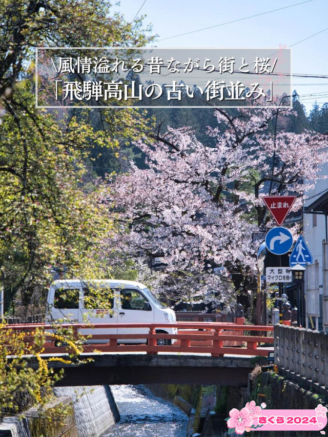 【岐阜・桜】岐阜観光の定番「飛騨高山」に桜🌸※周辺観光情報付き