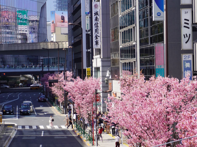 CoStudio | 渋谷駅 - 桜舞う都市の中心🌸🚉