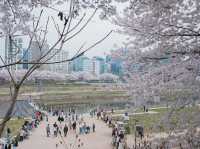 서울 벚꽃명소 지금이 절정! 안양천 벚꽃길🌸